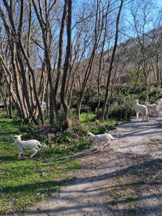 Wolf & Sheep Nature & Adventure Подгориця Екстер'єр фото